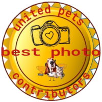 a best photo contributors award